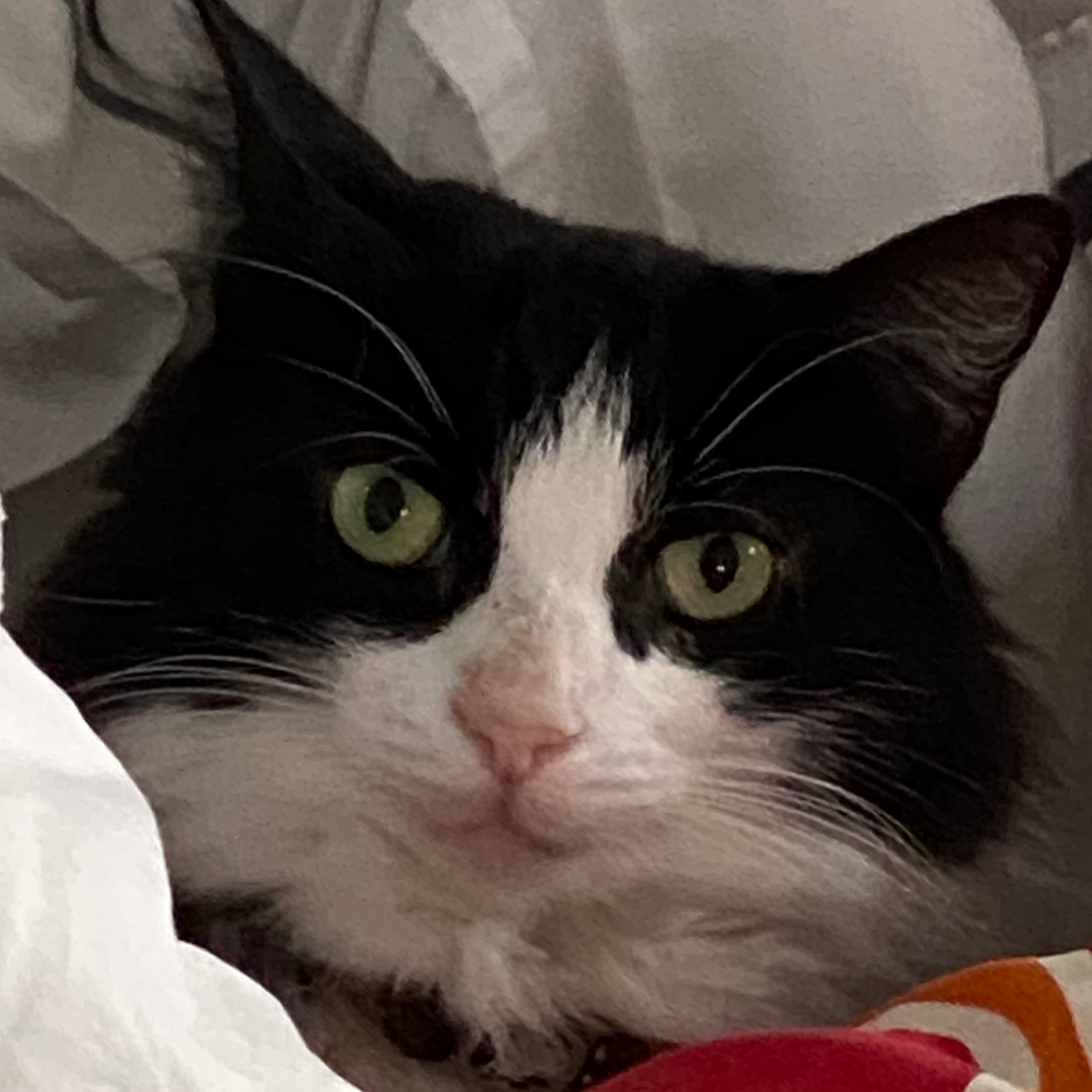 Bellie