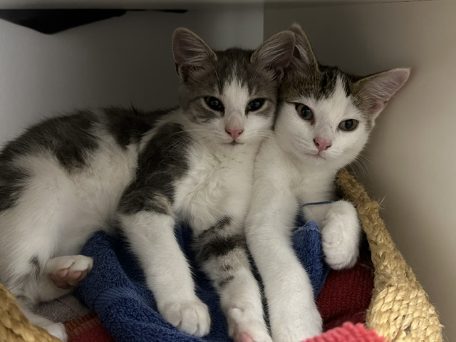 Jasmine and Charlie as kittens