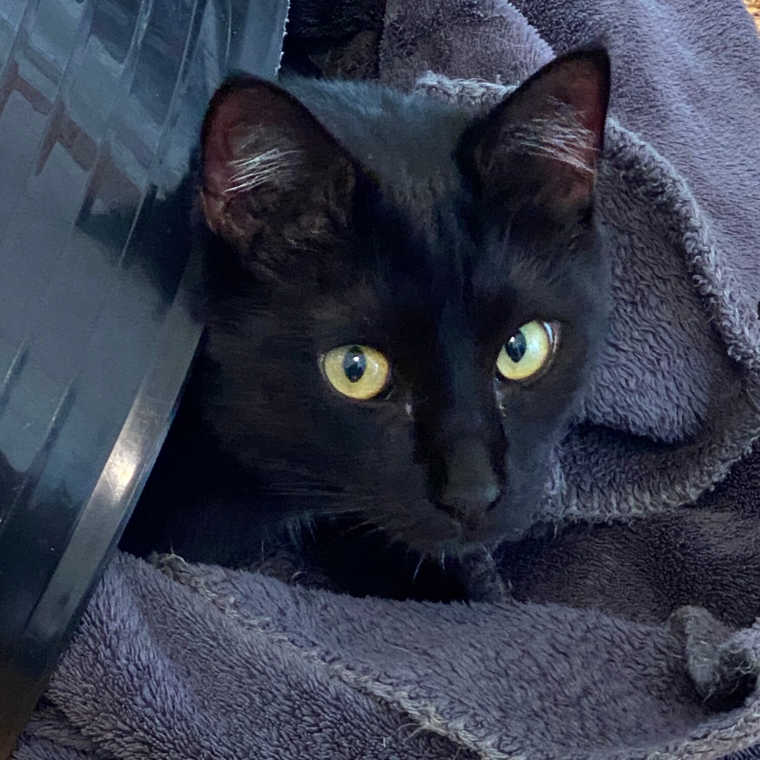 Louie in the washing basket