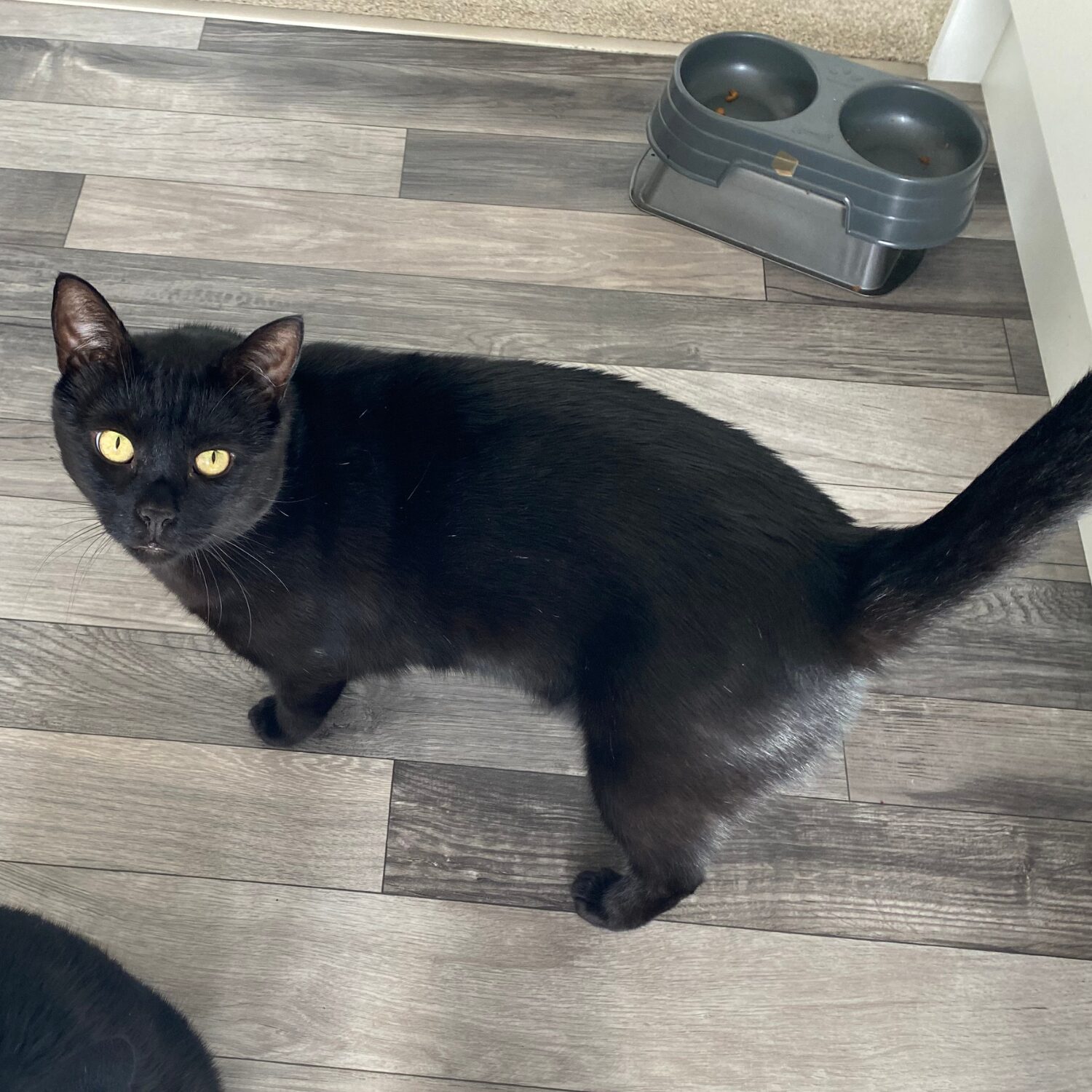 Ollie in the kitchen