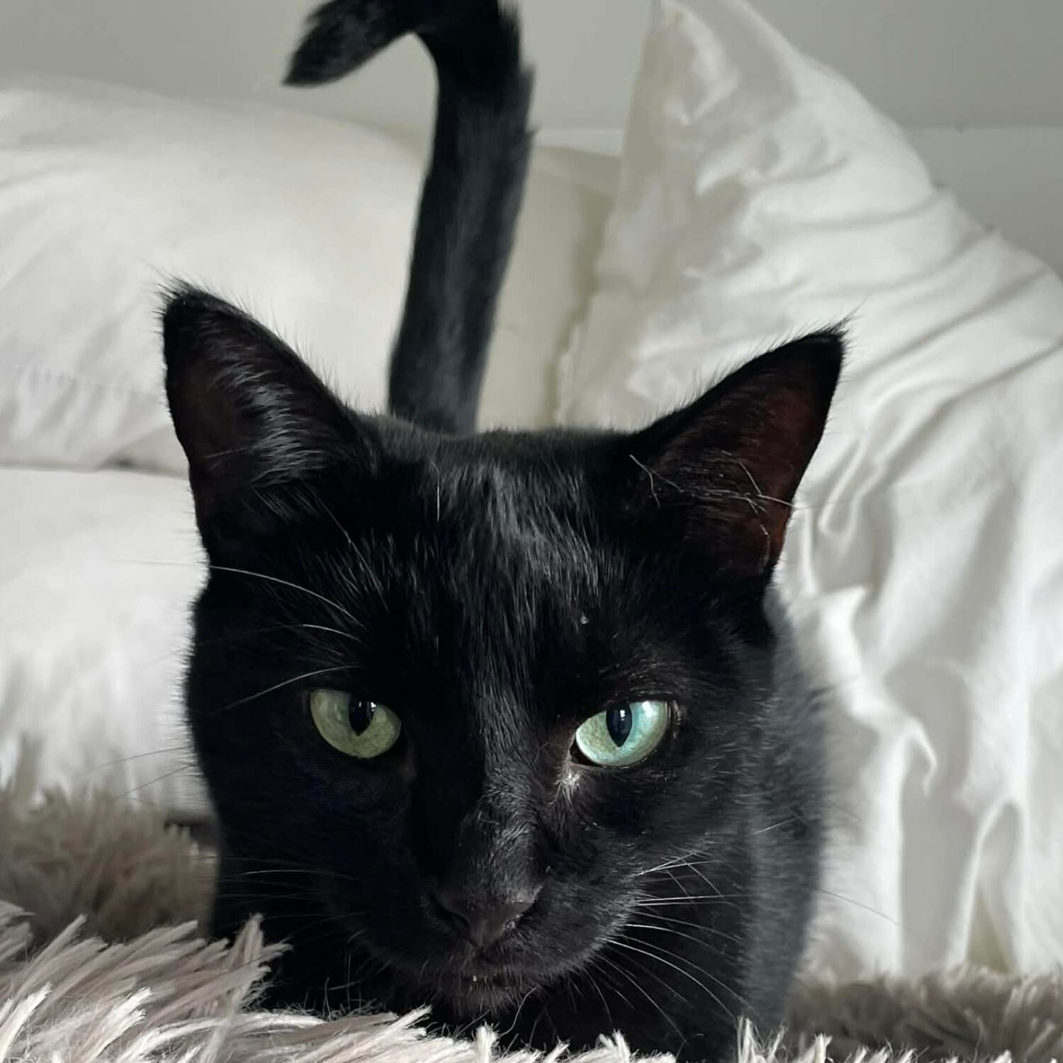 Poppy