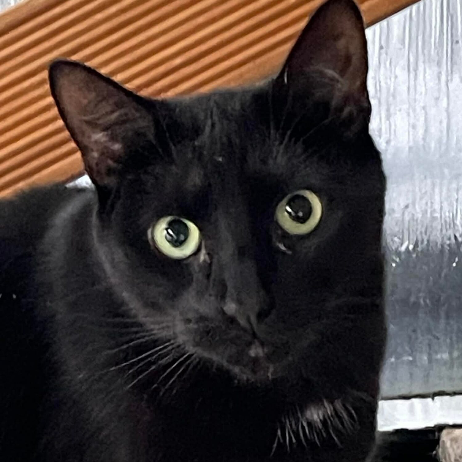 Zorro